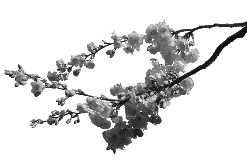 A desaturated cherry blossom branch.